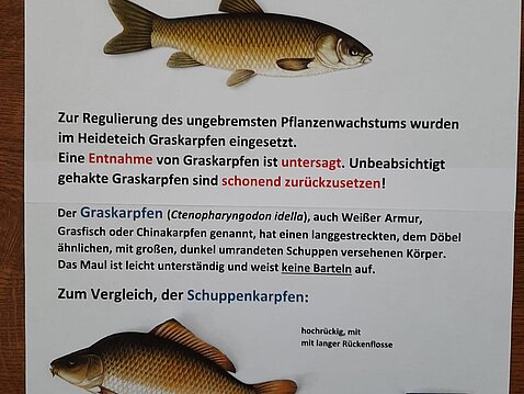 Besatz mit Graskarpfen im Heideteich